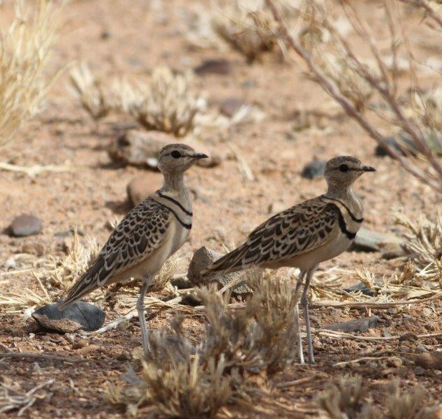 Out on the plains we may find Double-banded Coursers seeking shade…